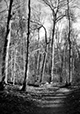 Woodland Path